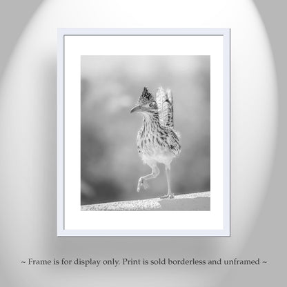Desert Roadrunner Bird Art – Black and White Arizona Wildlife Print