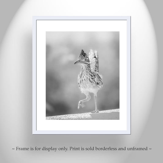 Desert Roadrunner Bird Art – Black and White Arizona Wildlife Print