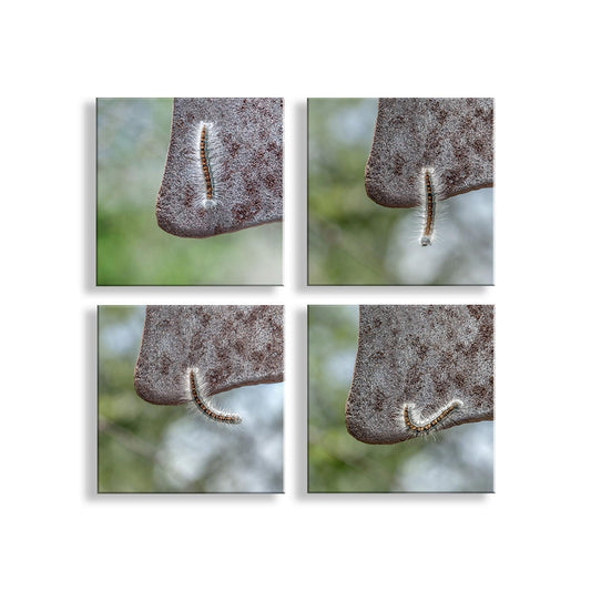 Caterpillar Art Set – 4 Nature Prints | Cute Nature Photos