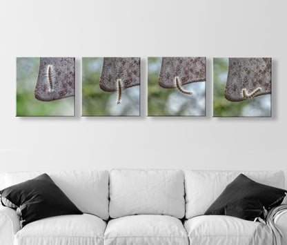 Caterpillar Art Set – 4 Nature Prints | Cute Nature Photos