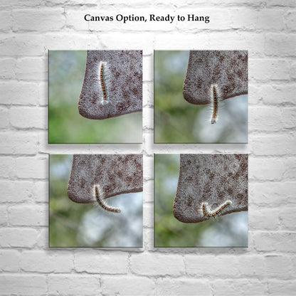 Caterpillar Art Set – 4 Nature Prints | Cute Nature Photos