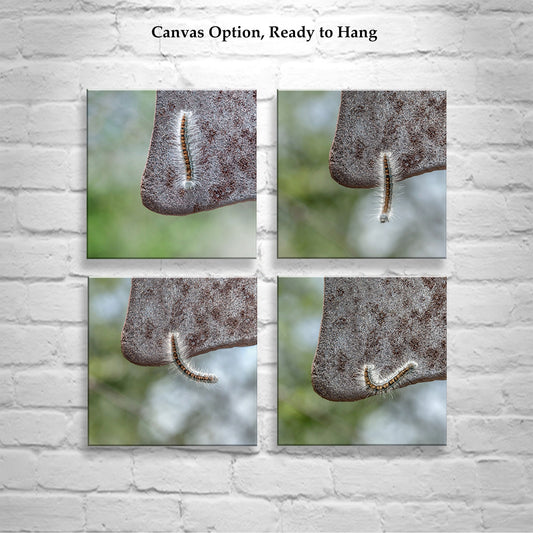 Caterpillar Art Set – 4 Nature Prints | Cute Nature Photos