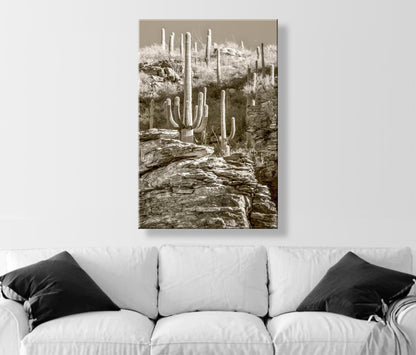 Tucson Catalina Mountains and Saguaro Cactus Wall Decor in Sepia