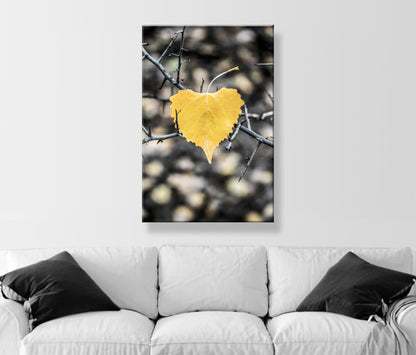 Autumn Cottonwood Leaf Art Print | Arivaca Arizona Fall Nature Photo