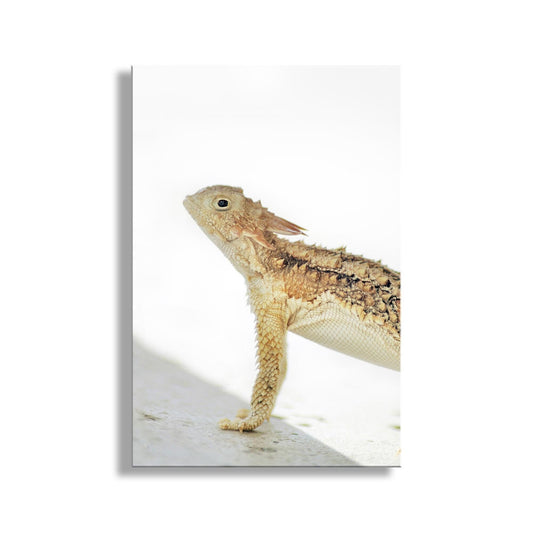 Horned Lizard Art Art Print | Minimalist Arizona Desert Reptile