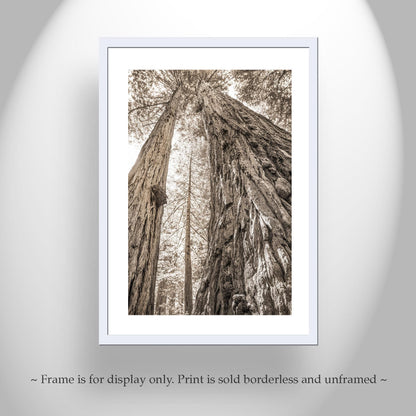 Big Basin Santa Cruz Redwood Forest Art – Sepia Vertical Tree Photo