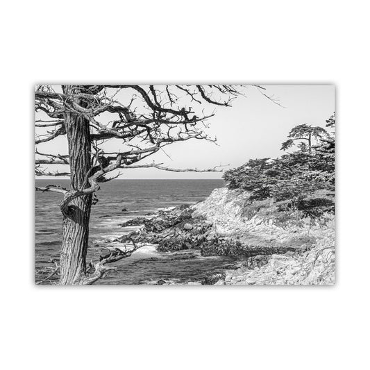 Monterey Cypress Black and White Carmel by the Sea Wall Decor