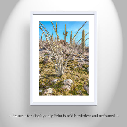 Ocotillo and Saguaro Cactus Landscape in Spring | Arizona Desert Art