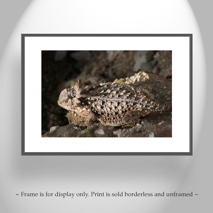 Horny Toad Art Print | Horned Lizard Picture by Murray Bolesta