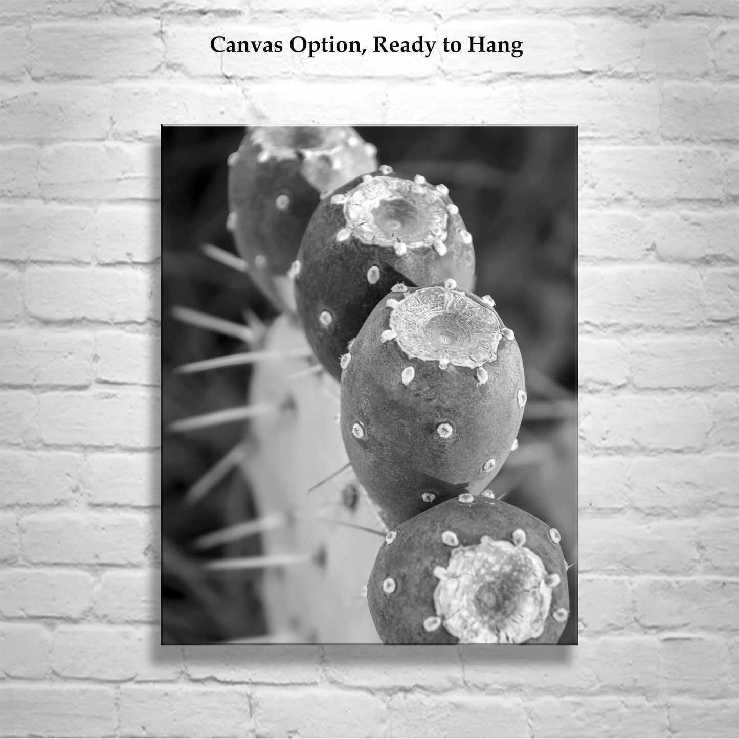 Santa Rita Cactus Fruit Black and White Desert Botanical Wall Art