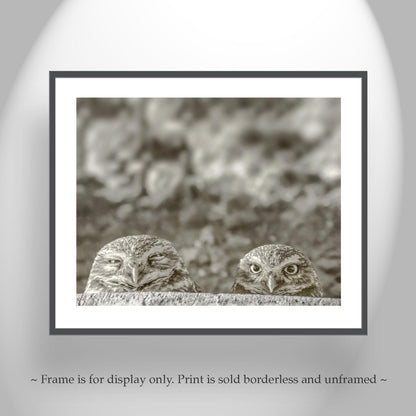 Burrowing Owl Wall Art – Tucson Arizona Wildlife Bird Photo Print
