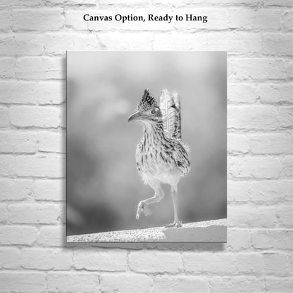 Desert Roadrunner Bird Art – Black and White Arizona Wildlife Print