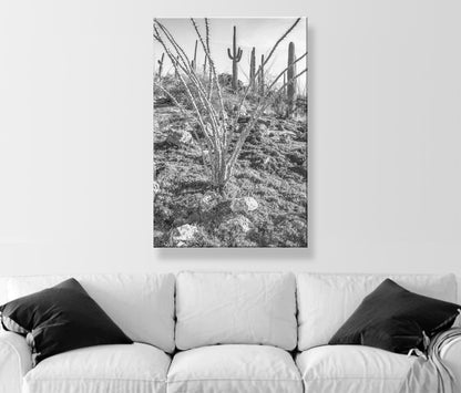 Ocotillo and Saguaro in Black and White | Arizona Desert Art