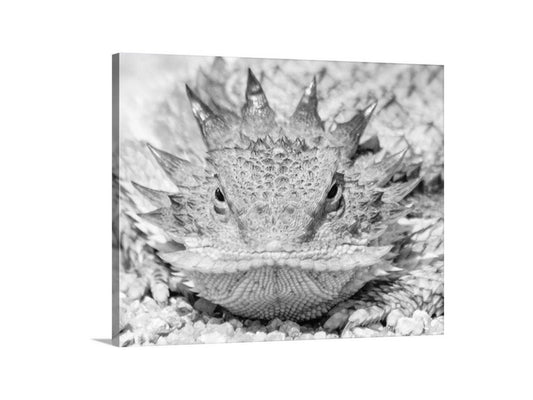 Horned Lizard Art Print in Black and White