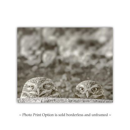Burrowing Owl Wall Art – Tucson Arizona Wildlife Bird Photo Print