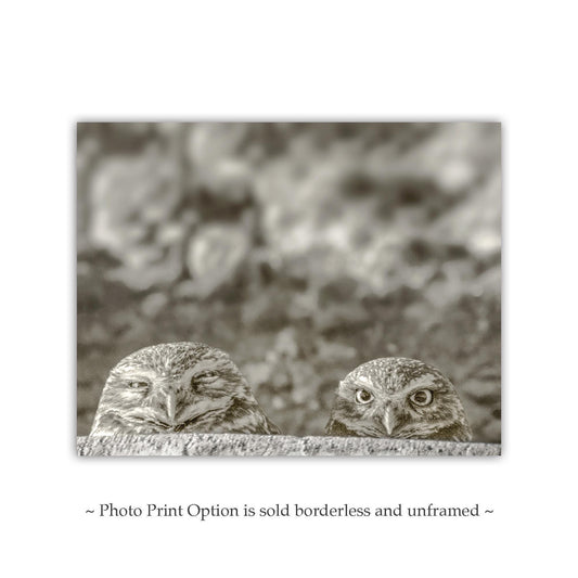 Burrowing Owl Wall Art – Tucson Arizona Wildlife Bird Photo Print
