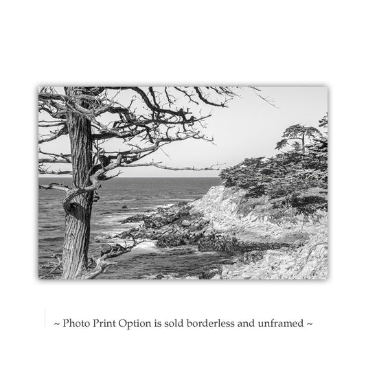 Monterey Cypress Black and White Carmel by the Sea Wall Decor