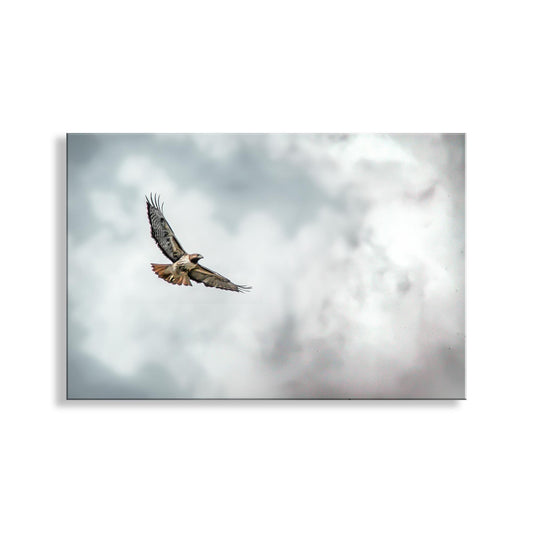 Red Tailed Hawk Wildlife Fine Art | Bird in Flight Art Print