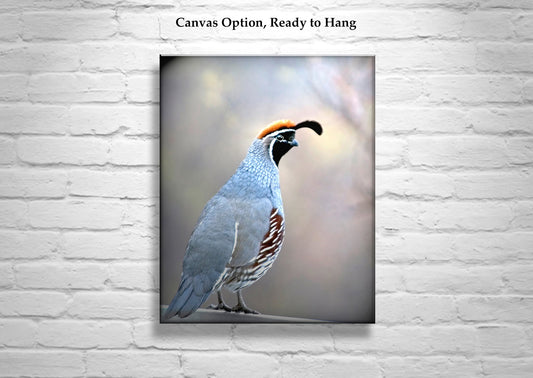 Gambels Quail Bird Art Wall Art Print as Wildlife Art