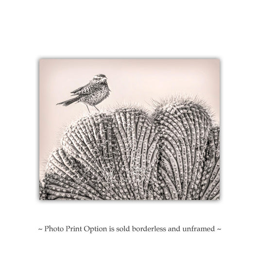 Cactus Wren Bird Art Print on Crested Cactus in Tucson Arizona Desert