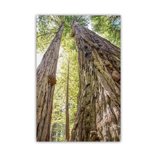 Big Basin Santa Cruz Redwood Forest Art – Vertical Tree Photo