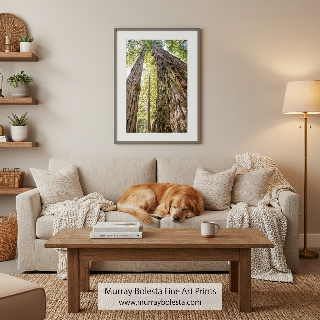 Big Basin Redwood Print – Santa Cruz Ca Forest Wall Art
