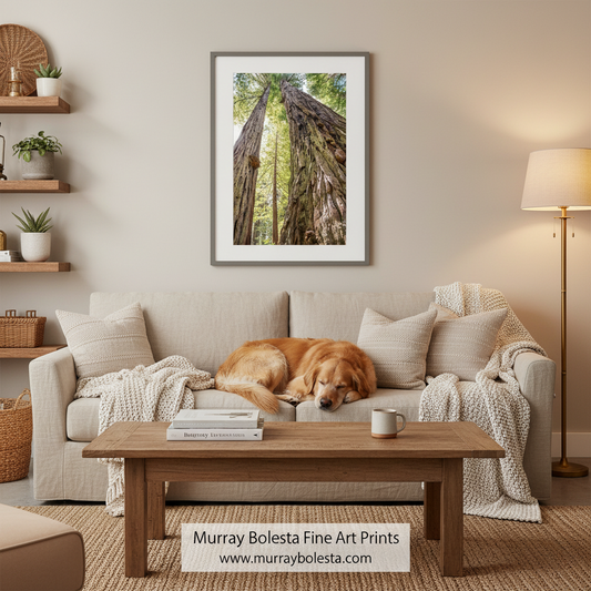 Big Basin Redwood Print – Santa Cruz Ca Forest Wall Art