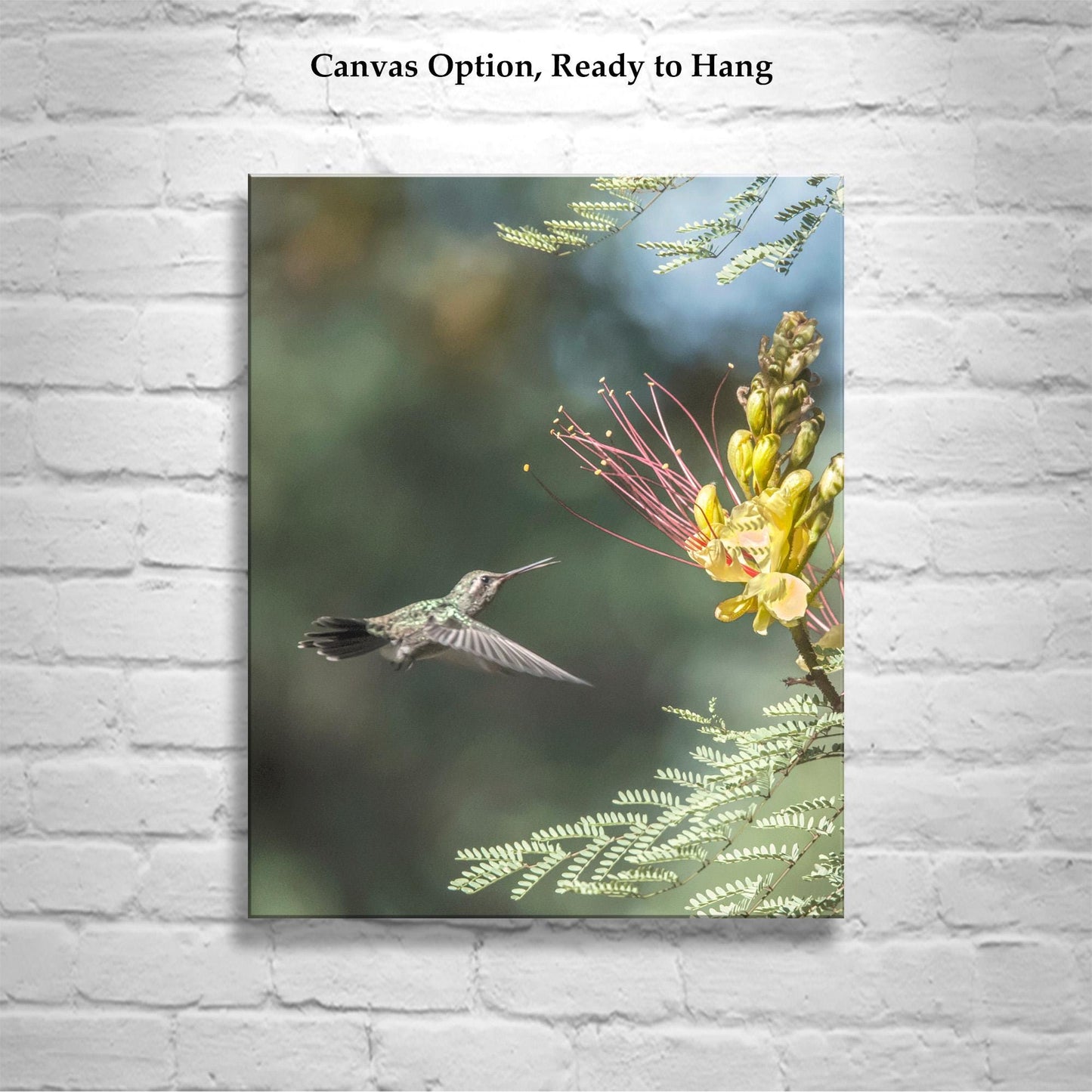Hummingbird Artwork Art Print with Bird in Flight | Tucson Arizona Birds