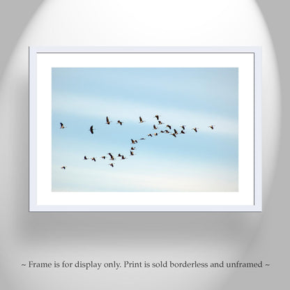 Flying Sandhill Cranes – Southern Arizona Wildlife Fine Art Print