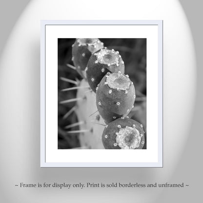 Santa Rita Cactus Fruit Black and White Desert Botanical Wall Art