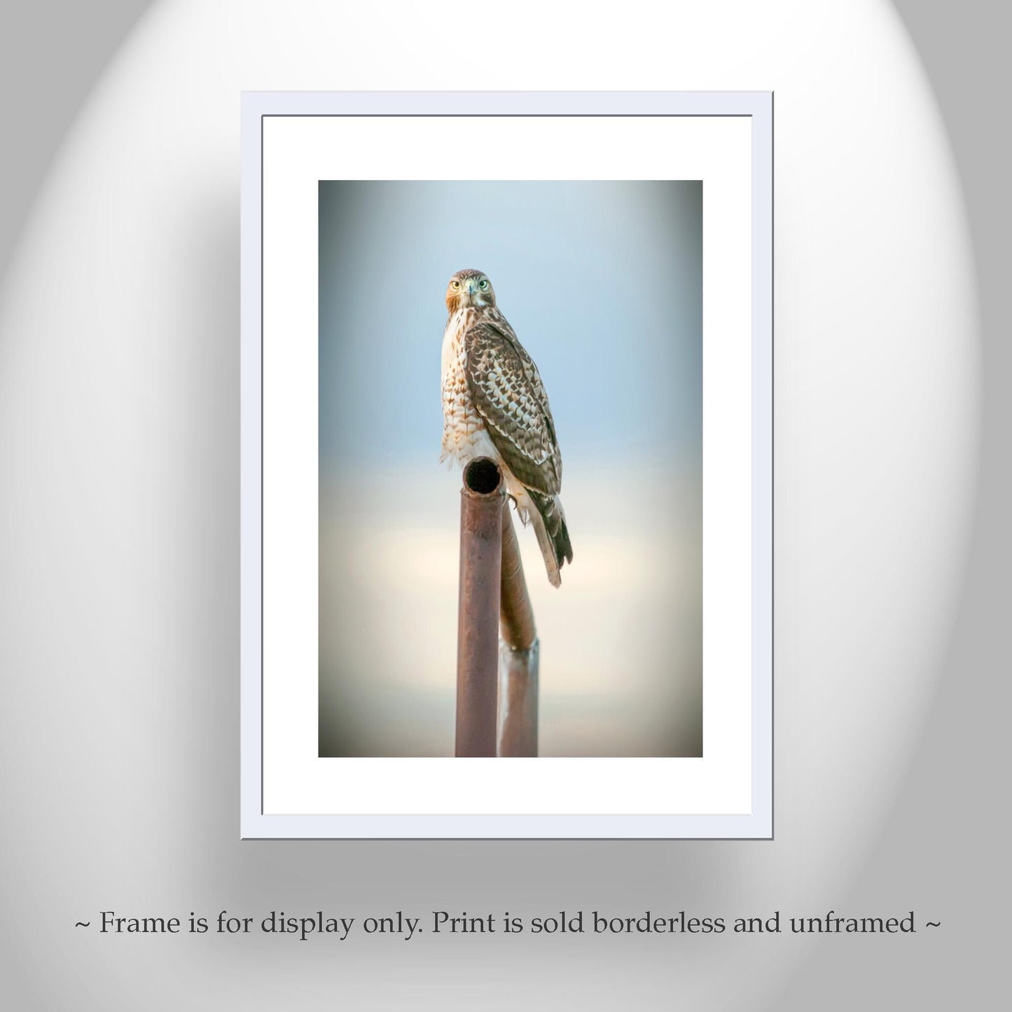 Red Tail Hawk Bird – Fine Art Wildlife Print from Tucson Arizona