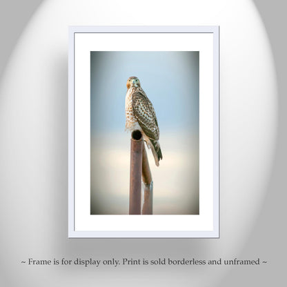 Red Tail Hawk Bird – Fine Art Wildlife Print from Tucson Arizona