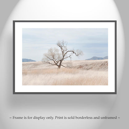 Landscape Fine Art Print of Southwest Prairie Grasslands