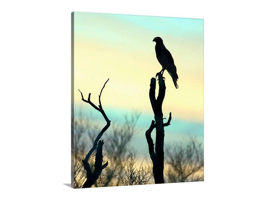 Desert Hawk Sunset Wall Art – Red Tail Hawk Silhouette Art Print
