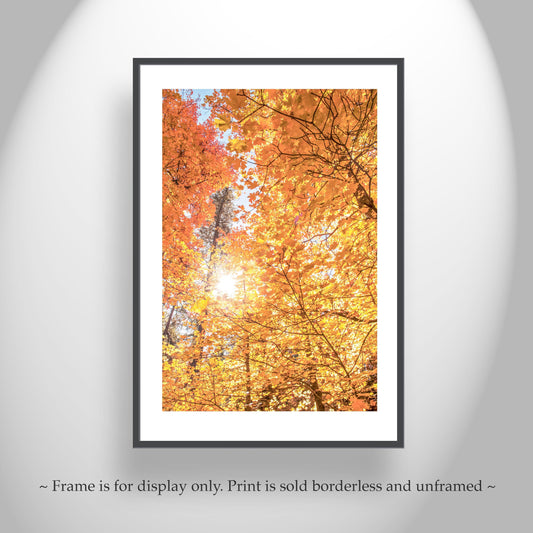 Fall Forest Fine Artwork with Autumn Leaves in Santa Catalina Mountains