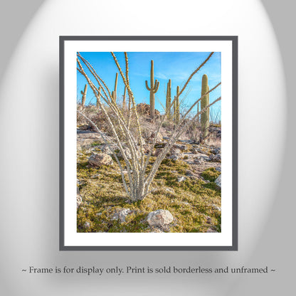 Ocotillo and Saguaro Cactus Landscape in Spring | Arizona Desert Art