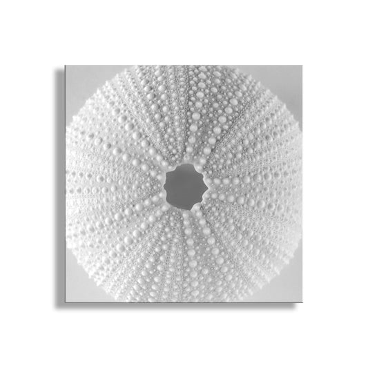 Minimalist Sea Urchin Wall Art in Black and White for Bathroom