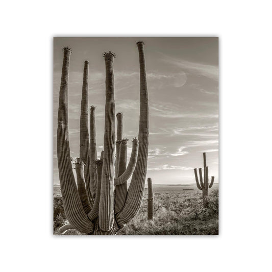 Cactus Picture with Southwestern Landscape and Desert Moon | Tohono O'odham Tucson Arizona
