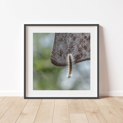 Caterpillar Art Set – 4 Nature Prints | Cute Nature Photos