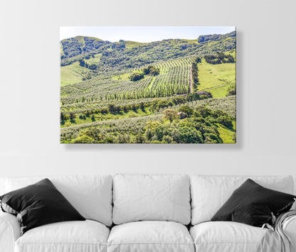 Napa Valley Vineyard Print – Rustic California Wine Country Decor