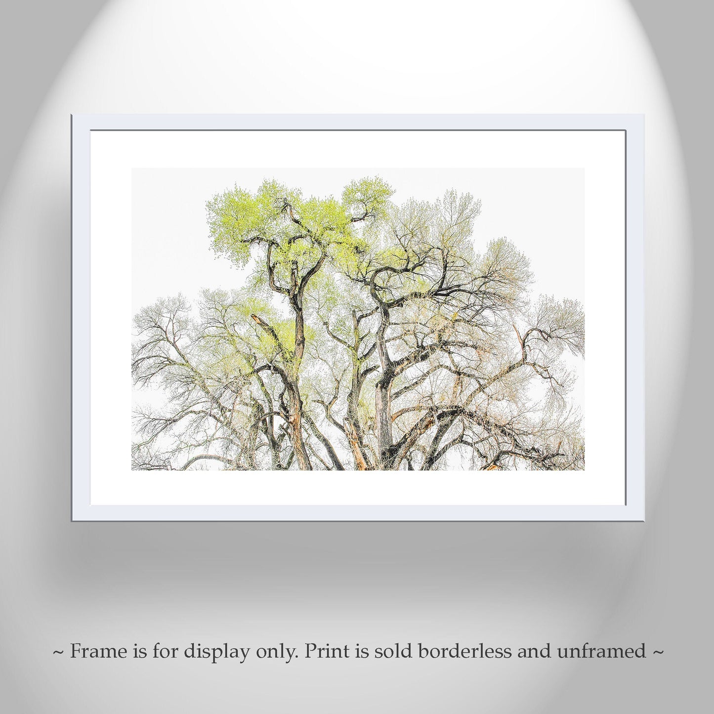 Cottonwood Tree Fine Art Print – Tucson Arizona Nature Wall Decor