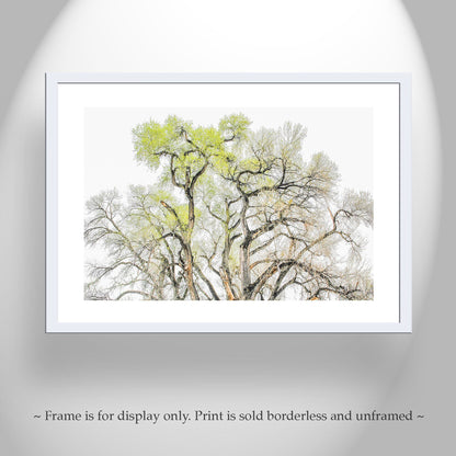 Cottonwood Tree Fine Art Print – Tucson Arizona Nature Wall Decor