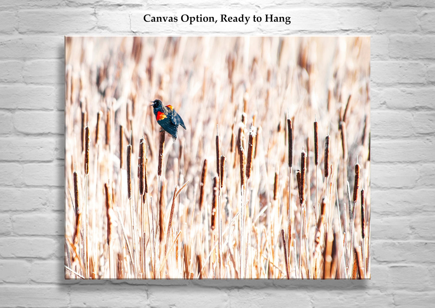Red Winged Blackbird Wall Art with Cattails as Fine Art Nature Pic