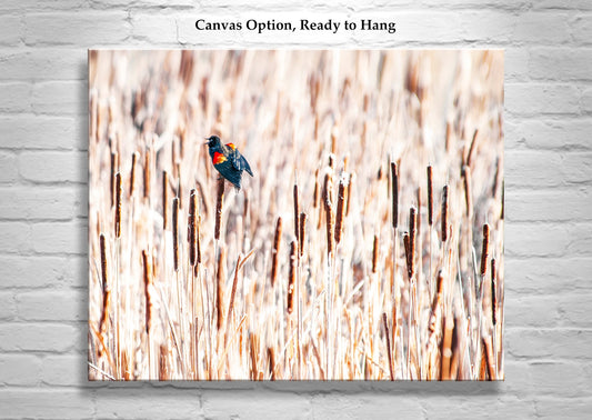 Red Winged Blackbird Wall Art with Cattails as Fine Art Nature Pic