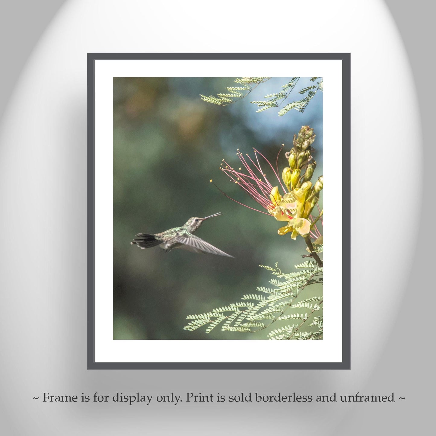 Hummingbird Artwork Art Print with Bird in Flight | Tucson Arizona Birds