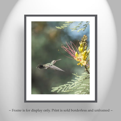 Hummingbird Artwork Art Print with Bird in Flight | Tucson Arizona Birds
