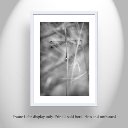 Elegant Damselfly Art Print | Black and White Fine Art