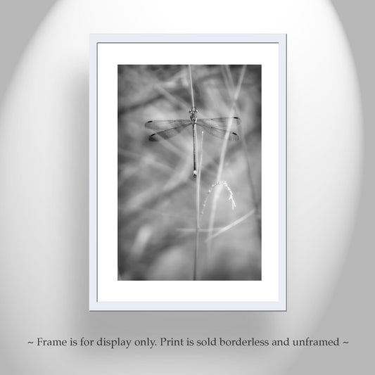 Elegant Damselfly Art Print | Black and White Fine Art