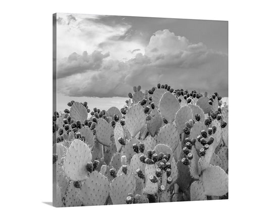 Cactus Art Print – Arizona Prickly Pear Photo in Black and White
