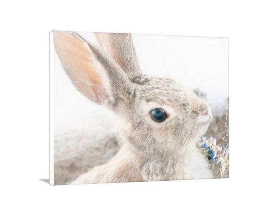 Wild Cottontail Bunny Photography | Fine Art Rabbit Wall Decor